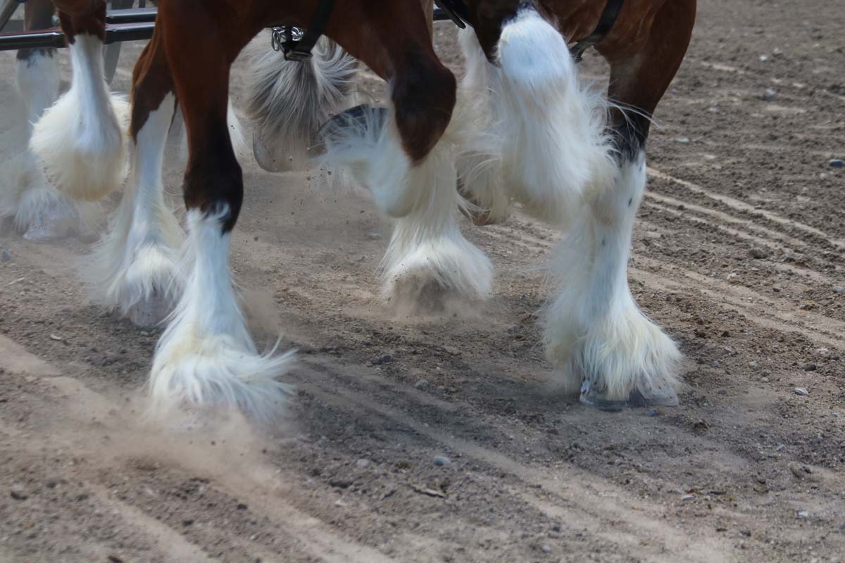 Big Sky Draft Horse Event Information for Competitors