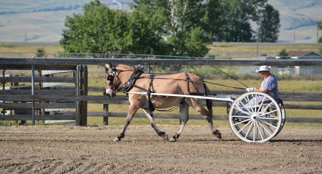 BIG SKY DRAFT HORSE EXPO