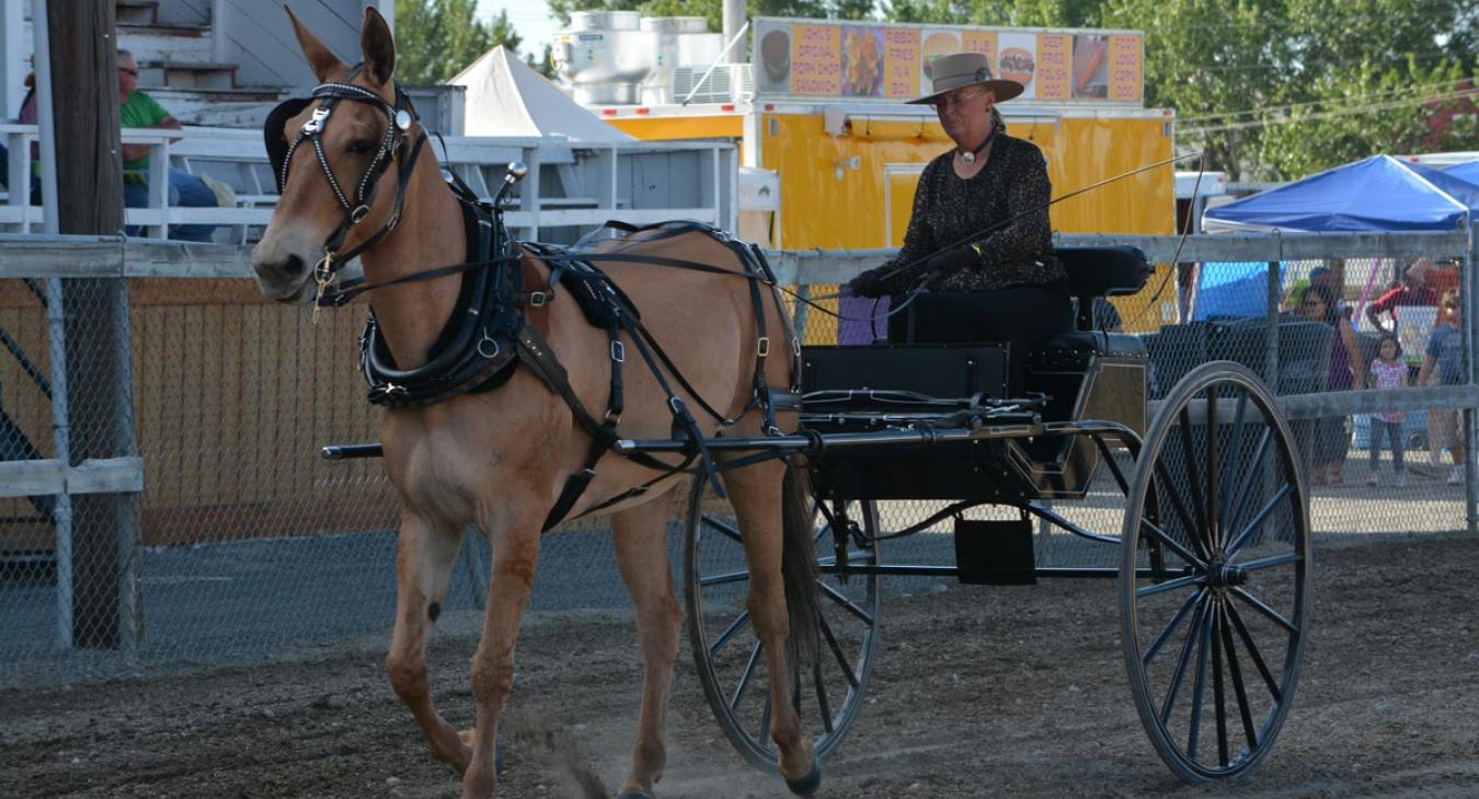 BIG SKY DRAFT HORSE EXPO