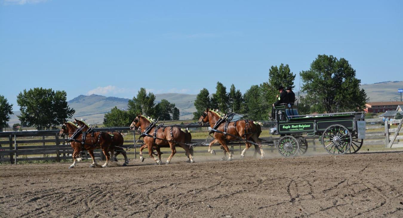 Big Sky Draft Horse Expo