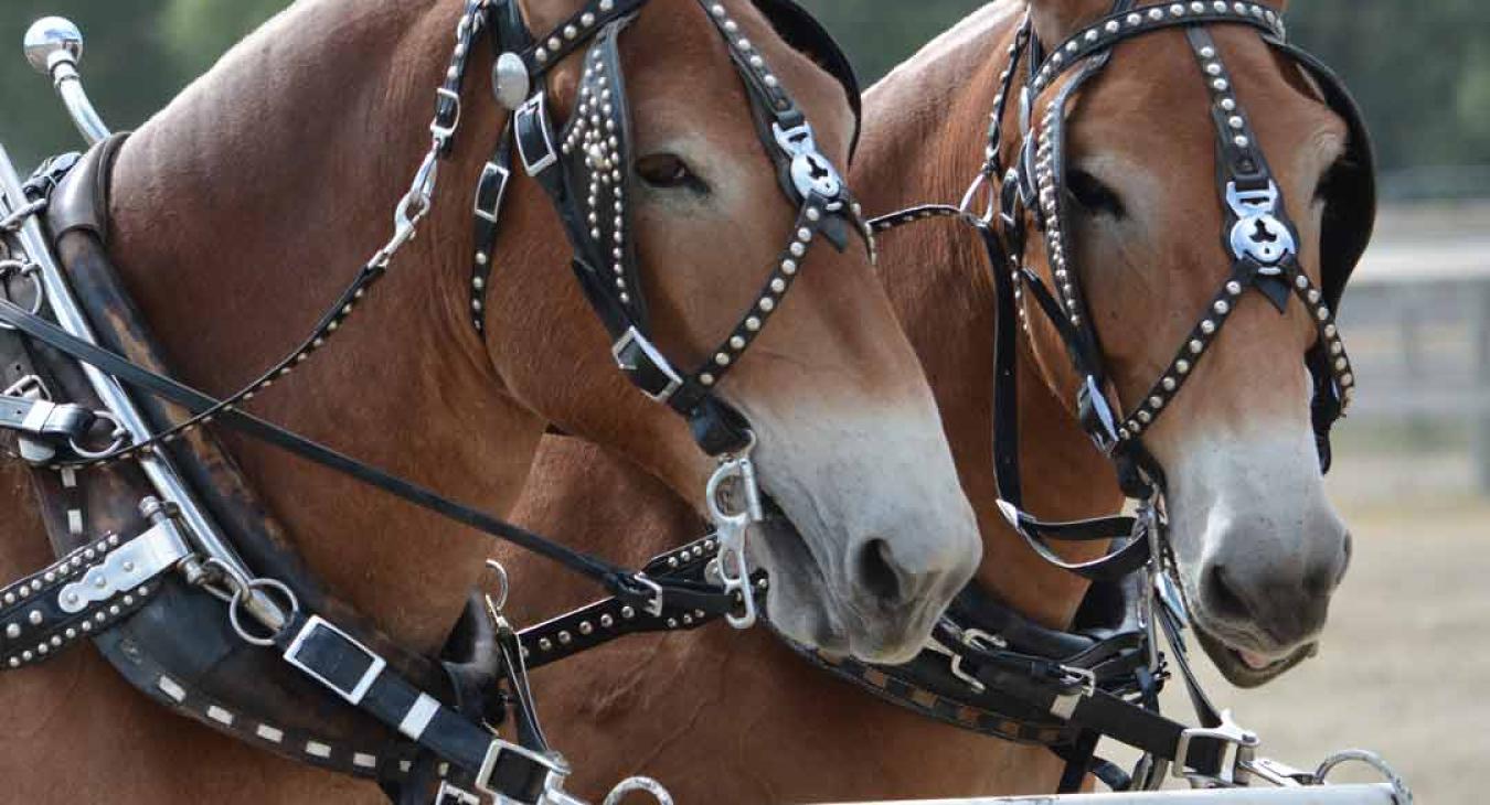 Big Sky Draft Horse Entry Forms
