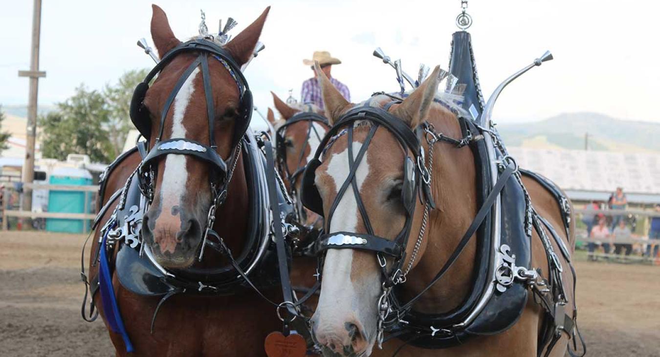 PURCHASE TICKETS AND CAMPING