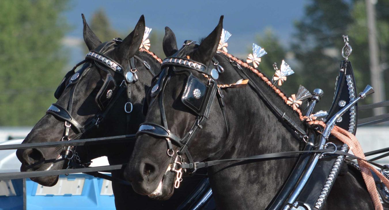 The Show Must Go On!