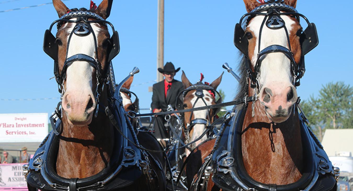 About The Big Sky Draft Horse Expo