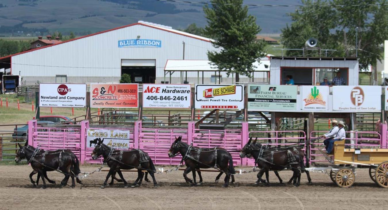 Draft Horse Expo Participant Information