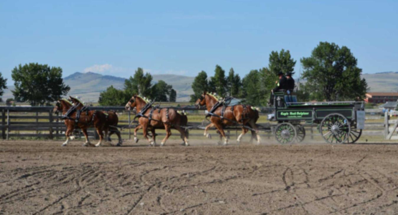 Draft Horse Expo Participant Information