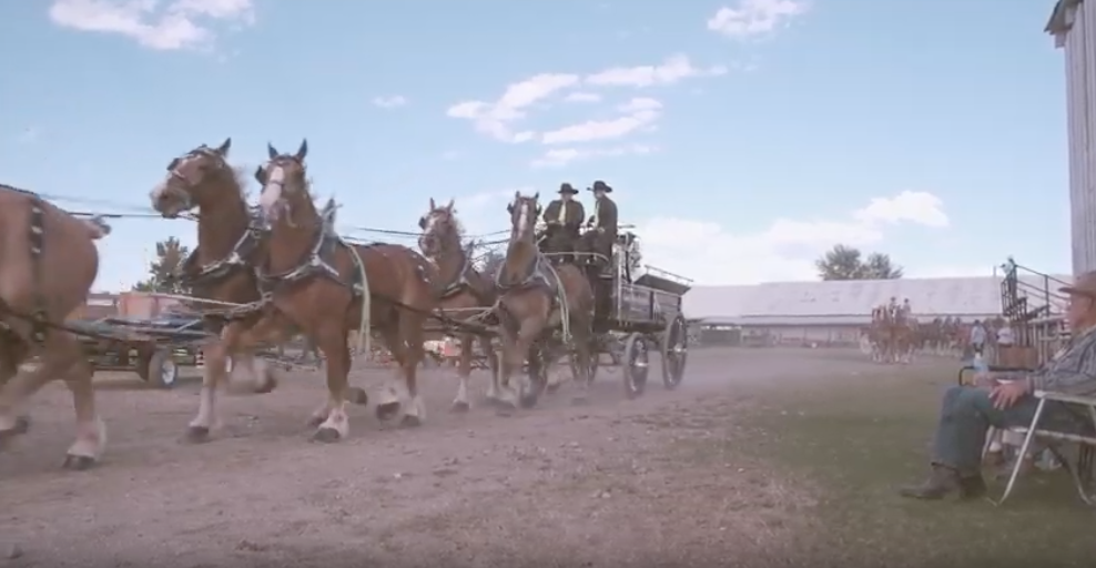 2019 Draft Horse Expo Deer Lodge, Montana